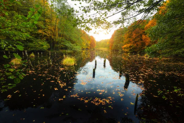 Martwe Pnie Drzew Hubertlaki Lake Węgry — Zdjęcie stockowe