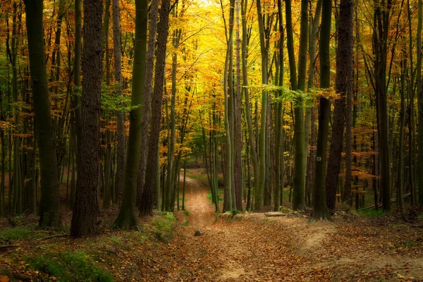 Route Dans Belle Forêt Automne Colorée Hongrie — Photo