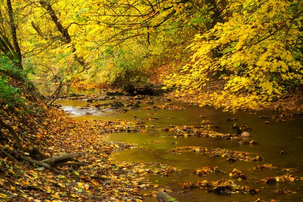 Stromende Beek Herfst Levendig Bos — Stockfoto