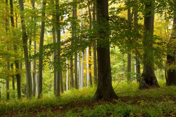 Густий Барвистий Казковий Осінній Буковий Ліс — стокове фото