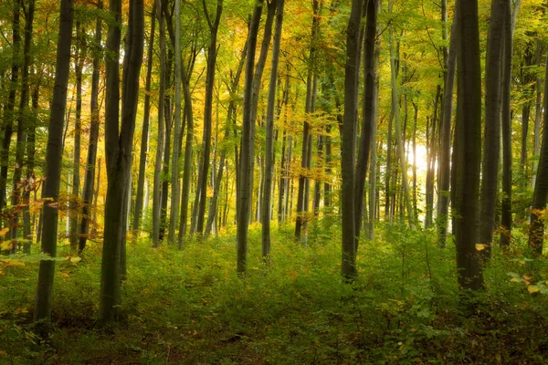 Densa Floresta Faia Outono Colorido Conto Fadas — Fotografia de Stock