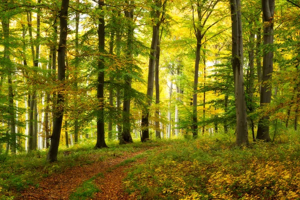 Дорога Красивом Цветном Осеннем Лесу Венгрии — стоковое фото