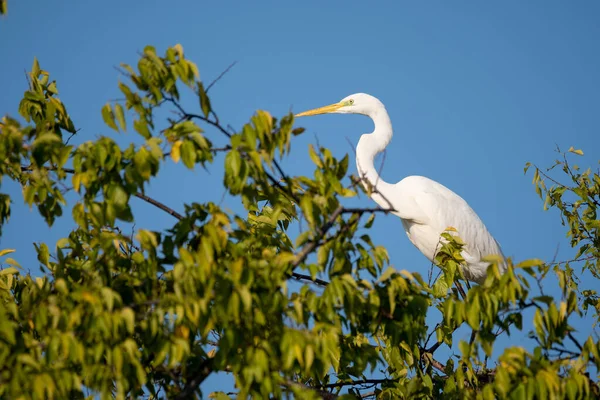 Great White Heron Tree — Stock Photo, Image