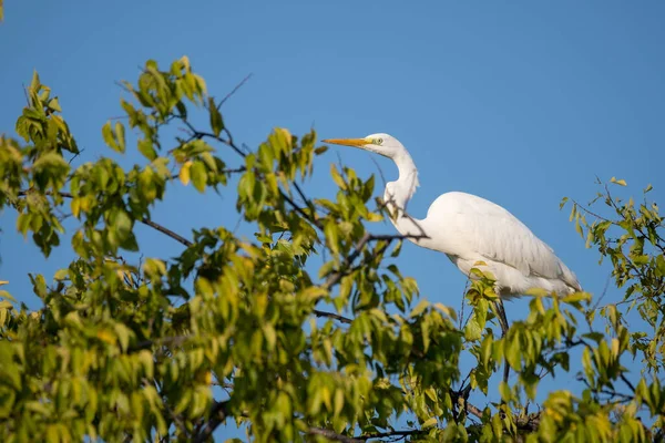 Grand Héron Blanc Sur Arbre — Photo