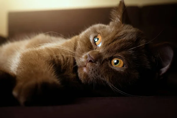 Cute British Shorthair Kitten Lying Indoor Photo — Stock Photo, Image