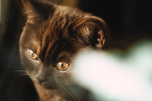 Cute British Shorthair Kitten Indoor Photo — Stock Photo, Image