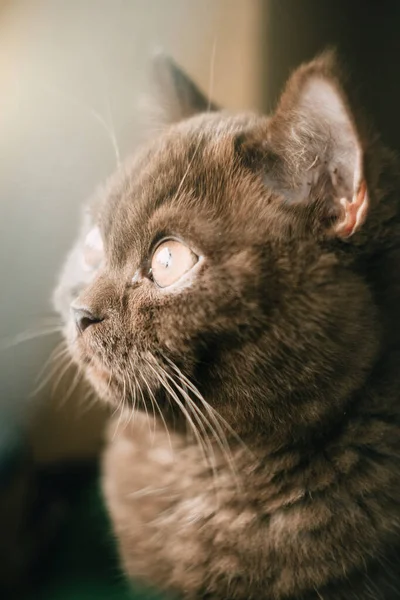 かわいい英国のショートヘア子猫屋内写真 — ストック写真