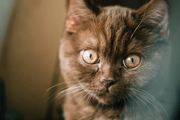 Cute British Shorthair Kitten Indoor Photo — Stock Photo, Image