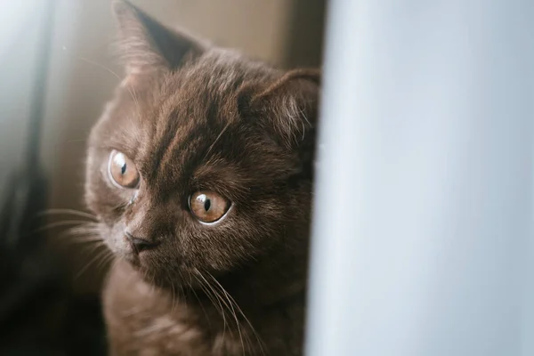 Cute British Shorthair Kitten Indoor Photo — Stock Photo, Image