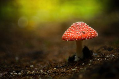 Amanita muscaria, agarik uç ya da amanita mantarı uç.