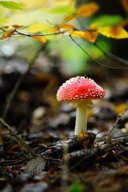 Amanita muscaria, agarik uç ya da amanita mantarı uç.