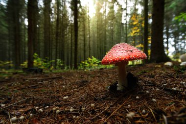 Amanita muscaria, agarik uç ya da amanita mantarı uç.