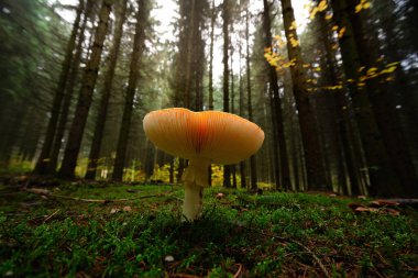 Orman manzaralı mantar, alışılmadık bir bakış açısı.