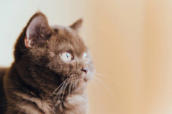 귀여운 영국짧은 고양이 — 스톡 사진
