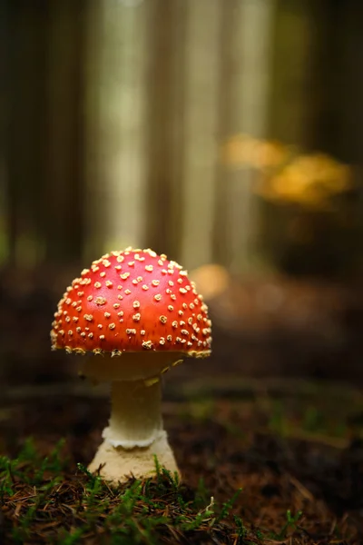 Amanita Muscaria Fly Agaric Fly Amanita Mushroom — Stock Photo, Image