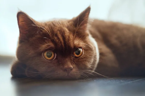 Bonito Britânico Shorthair Gatinho Interior Foto — Fotografia de Stock