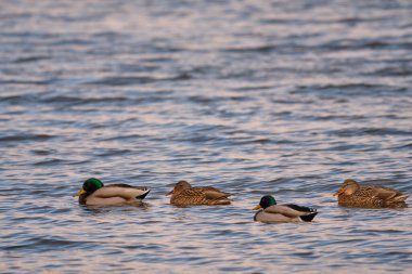 Kış gölünde ördek