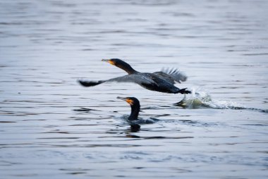 Büyük karabatak - Phalacrocorax karbonhidrat - sudan havalanır.