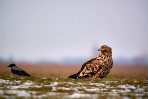 Východní Císařský Orel Aquila Heliaca Velký Dravec Chráněný Ohroženými Druhy — Stock fotografie