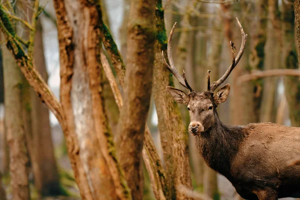 Rode Hert Cervus Elaphus Het Bos — Stockfoto