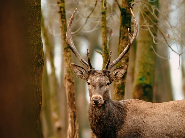 Rode Hert Cervus Elaphus Het Bos — Stockfoto