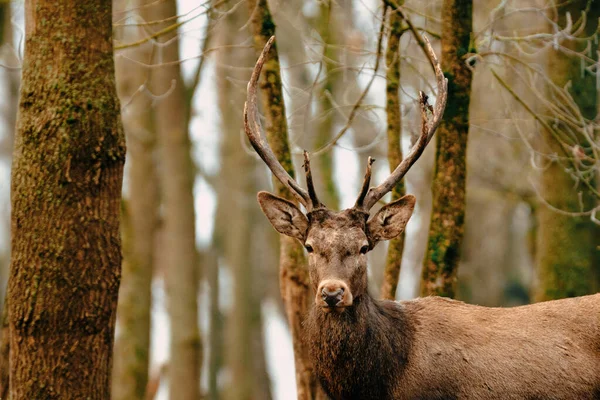 Rode Hert Cervus Elaphus Het Bos — Stockfoto