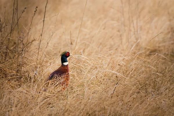 Faisan Petit Gibier Oiseau Sur Prairie — Photo