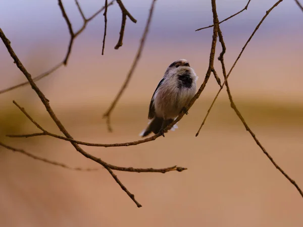 Long Tailed Tit Long Tailed Bushtit Aegithalos Caudatus — 图库照片