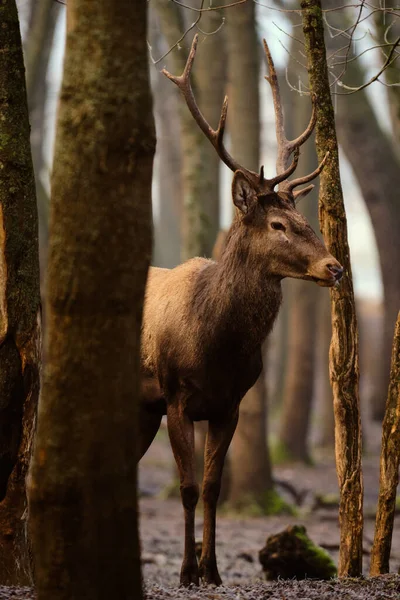 Rode Hert Cervus Elaphus Het Bos — Stockfoto