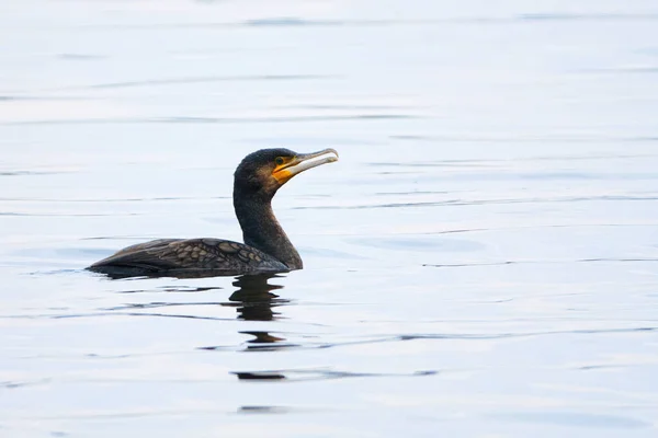 Grand Cormoran Phalacrocorax Carbo Nageant Sur Lac — Photo