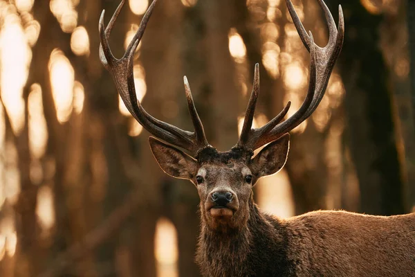 Grote Volwassen Edele Rode Hert Met Grote Hoorns — Stockfoto