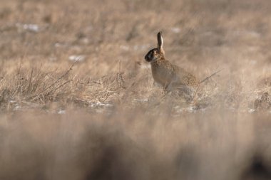 Avrupa tavşanı sahada