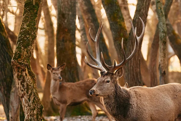 Grote Volwassen Edele Rode Hert Met Grote Hoorns Een Vrouwelijk — Stockfoto