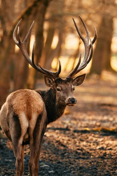 Grote Volwassen Edele Rode Hert Met Grote Hoorns — Stockfoto