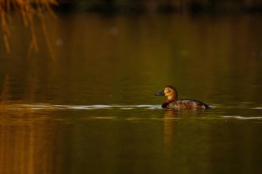 Sıradan pochard - aythya ferina - gölde yüzüyor