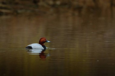 Sıradan pochard - aythya ferina - gölde yüzüyor