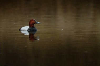 Sıradan pochard - aythya ferina - gölde yüzüyor