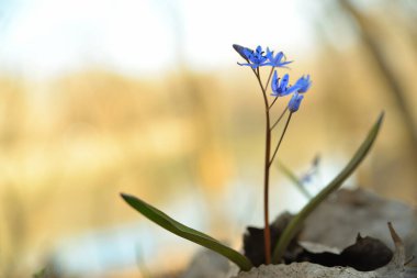 Scilla vindobonensis makro resim. Squill, ailede kuşkonmaz, alt familya Scilloideae