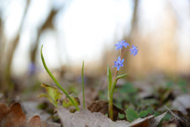 Scilla vindobonensis makro resim. Squill, ailede kuşkonmaz, alt familya Scilloideae