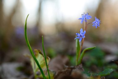 Scilla vindobonensis makro resim. Squill, ailede kuşkonmaz, alt familya Scilloideae