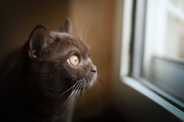 İngiliz kısaltması, kahverengi kedi, tarçın rengi