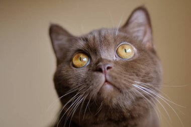 Saf İngiliz Shortair tarçın - Çikolata kahverengi kedi portresi