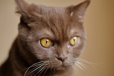 Saf İngiliz Shortair tarçın - Çikolata kahverengi kedi portresi