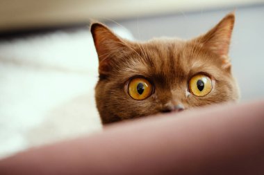 Saf İngiliz Shortair tarçın - Çikolata kahverengi kedi portresi