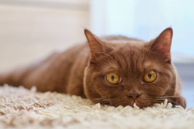 Saf İngiliz Shortair tarçın - Çikolata kahverengi kedi portresi