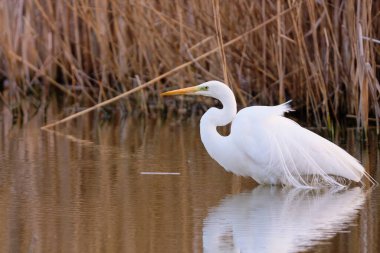 Büyük Akbalıkçıl - Bataklıktaki Ardea Alba