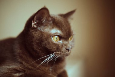 Tarçın renginin yakın plan portresi İngiliz kısa hava kedisi