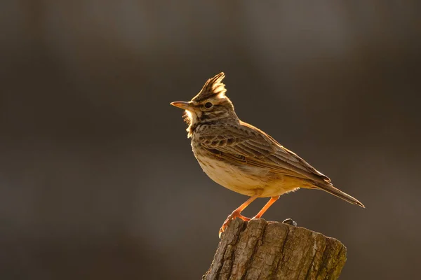 Haubenlerche Galerida Cristata Singvogel — Stockfoto