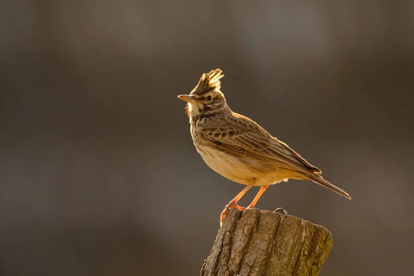 Alouette Crête Galerida Cristata Oiseau Chanteur — Photo