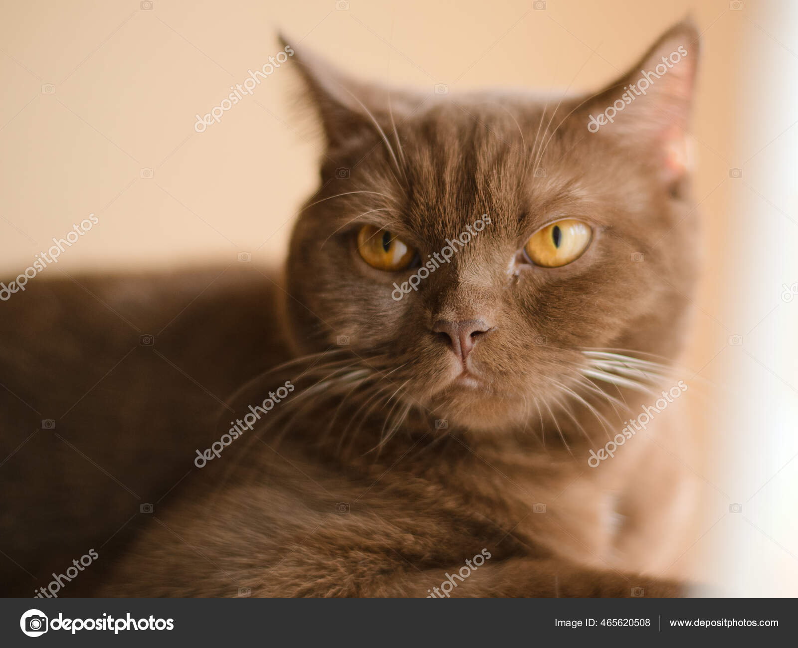 Cinnamon Color Adorable British Shorthair Cat Resting — Stock